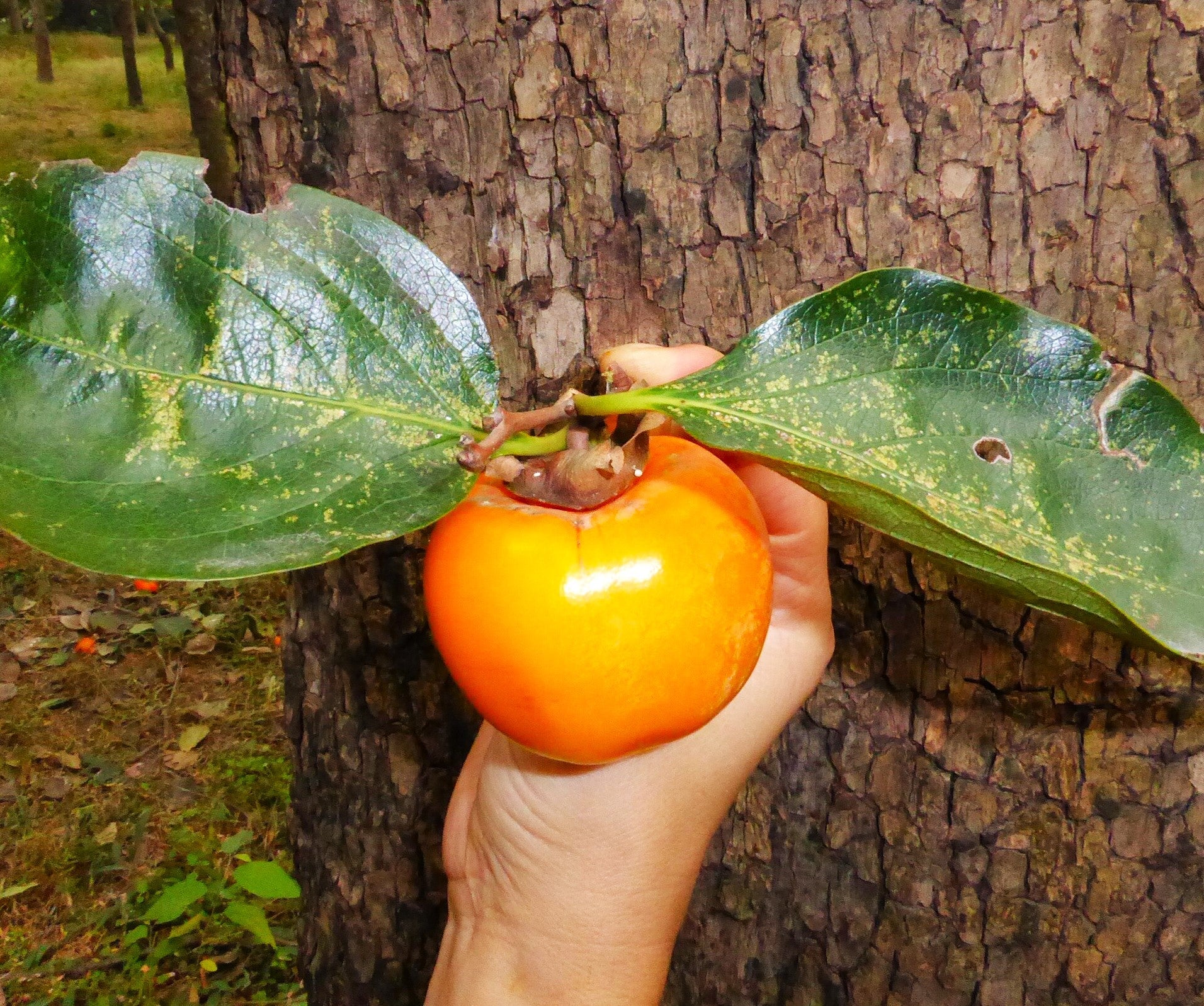 Japanese Persimmon Tree - Image 4