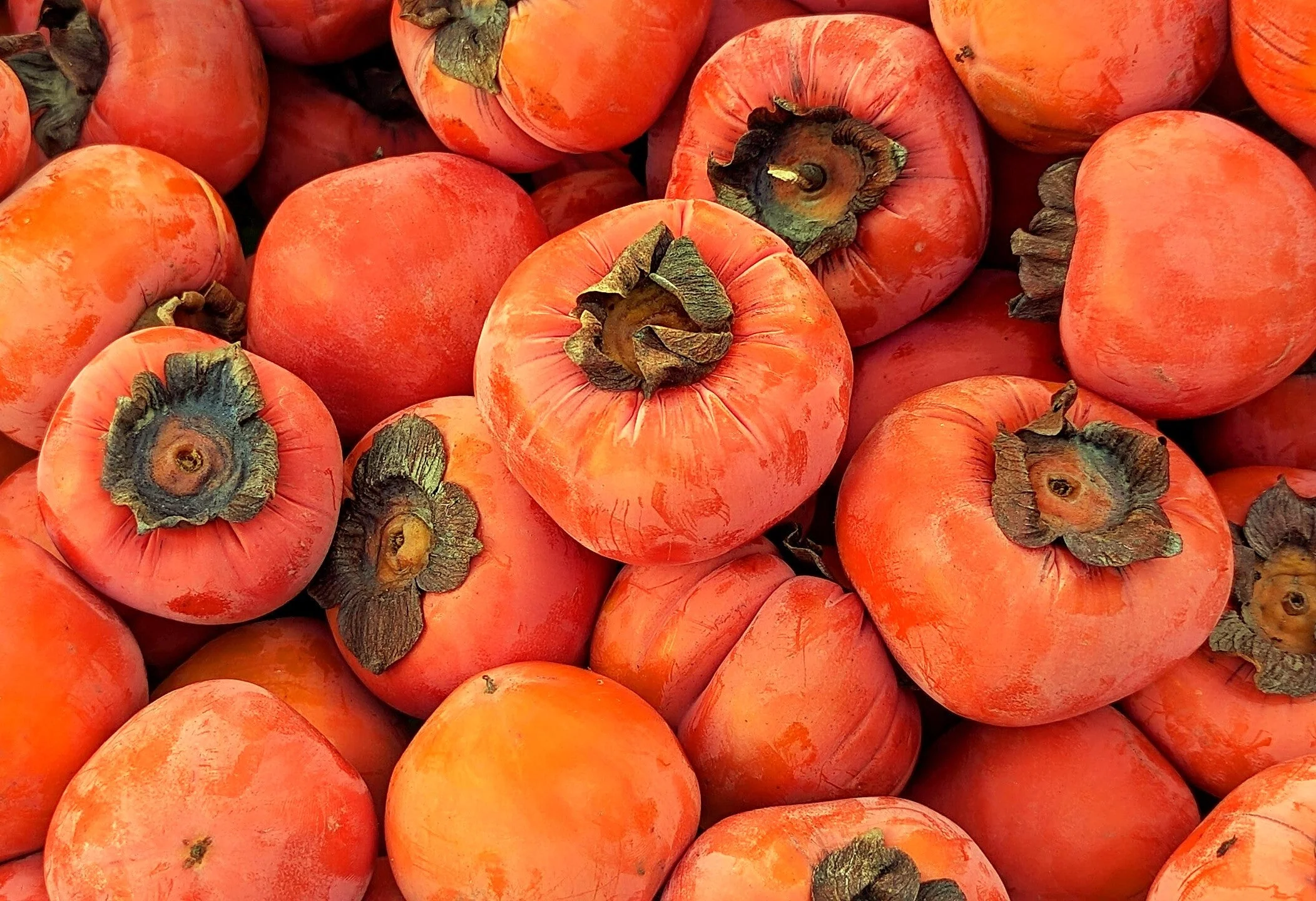 Japanese Persimmon Tree - Image 5
