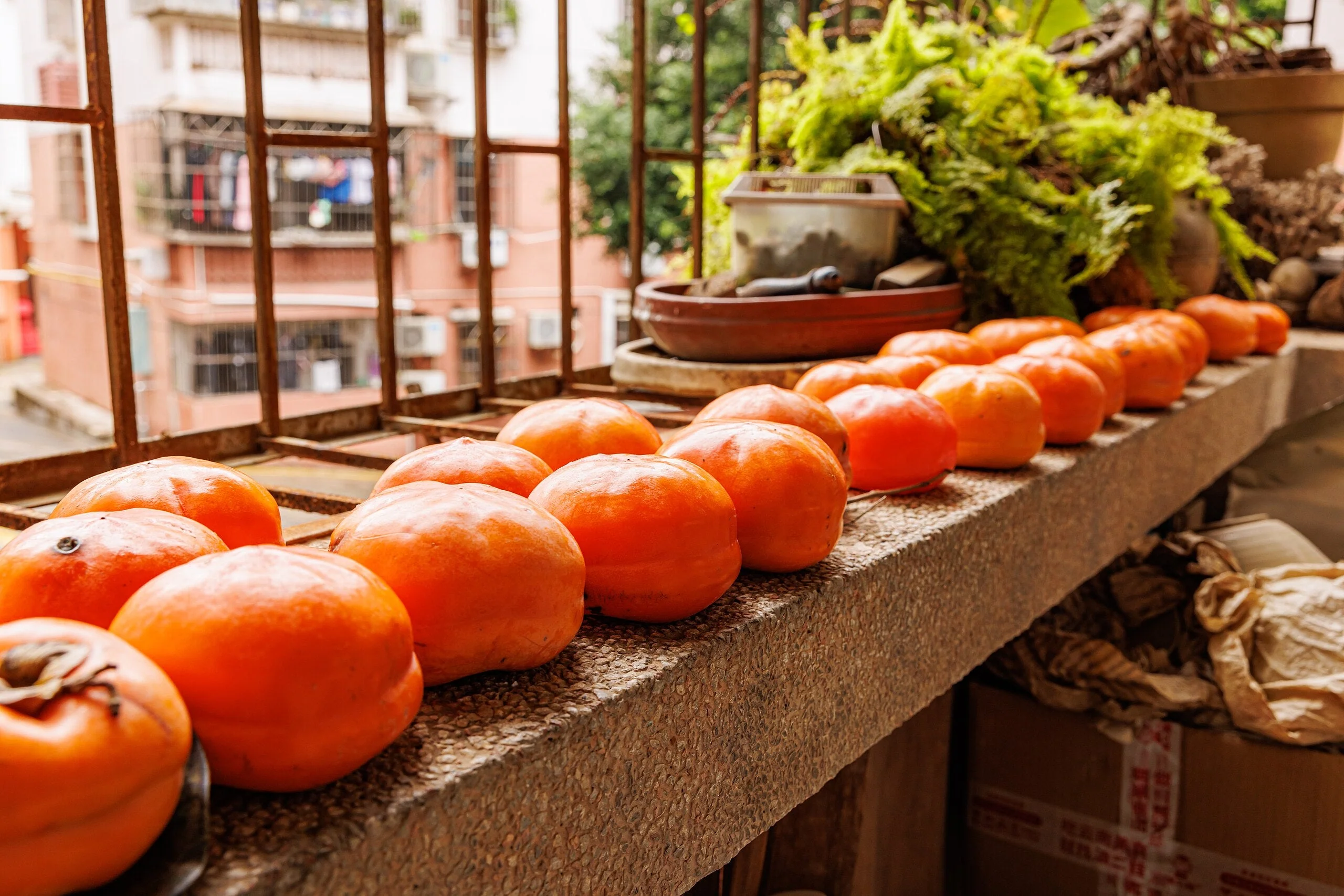 Japanese Persimmon Tree - Image 6