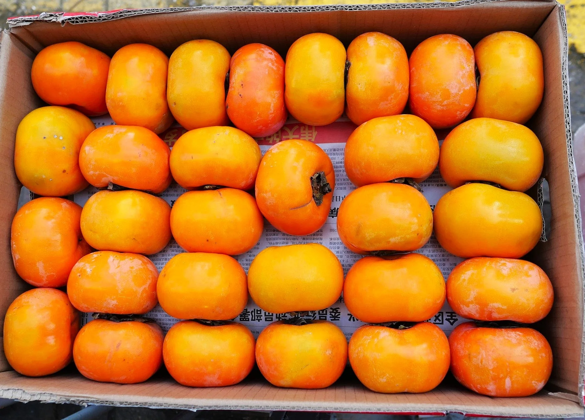 Japanese Persimmon Tree - Image 7