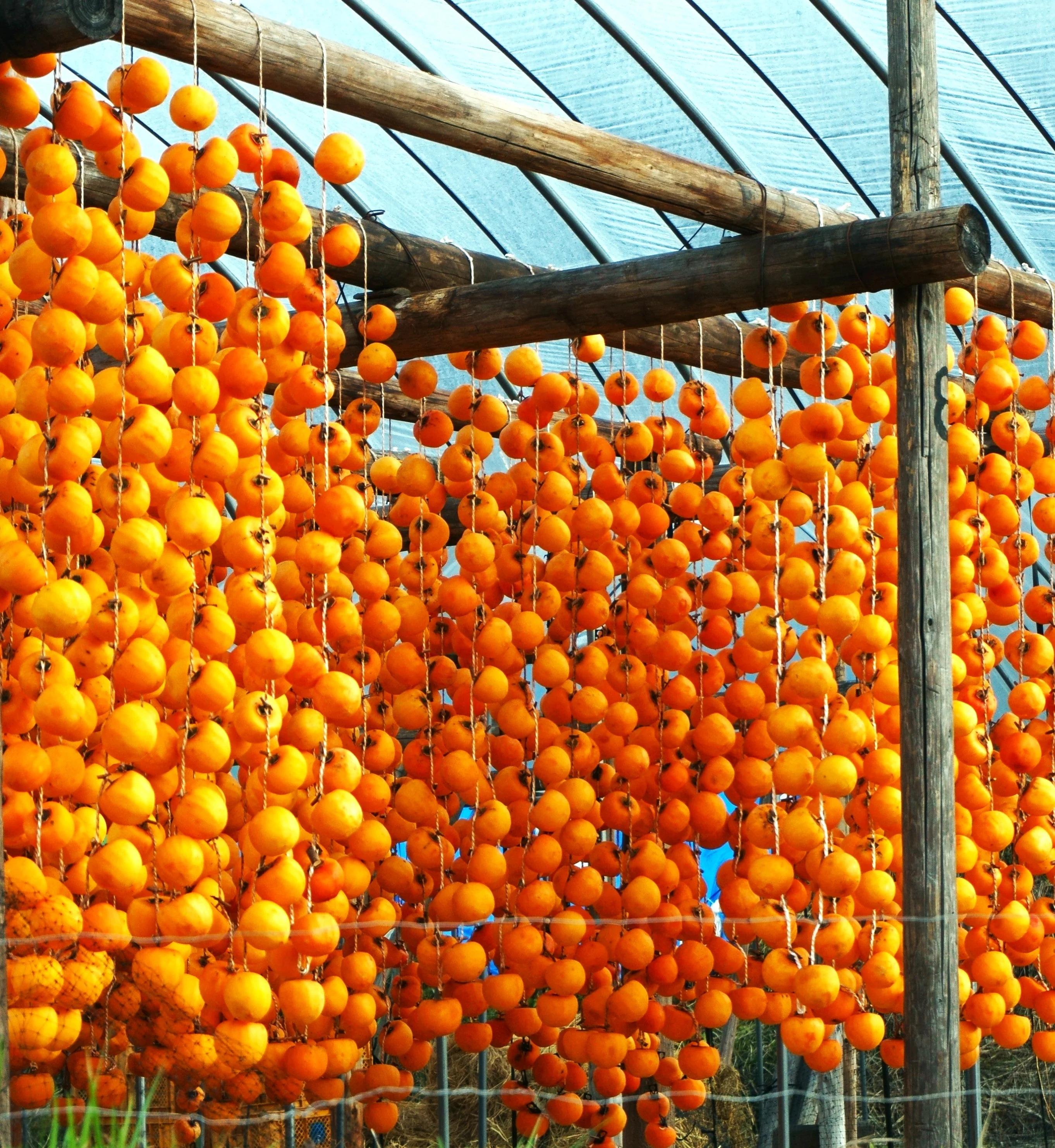 Japanese Persimmon Tree - Image 8