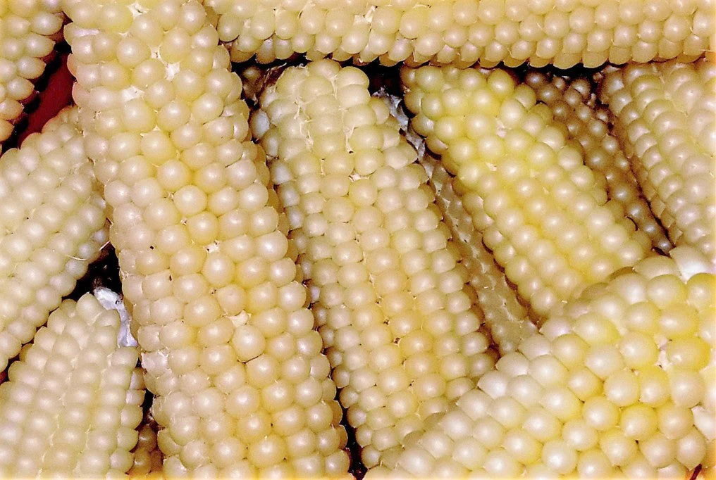 Japanese White Hulless Popcorn Ornamental Corn - Image 3