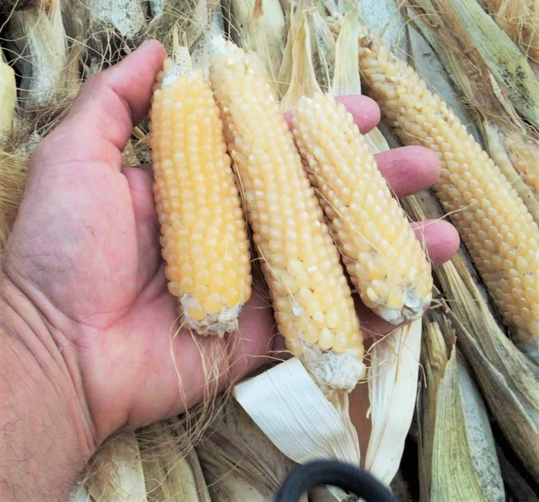 Japanese White Hulless Popcorn Ornamental Corn - Image 4