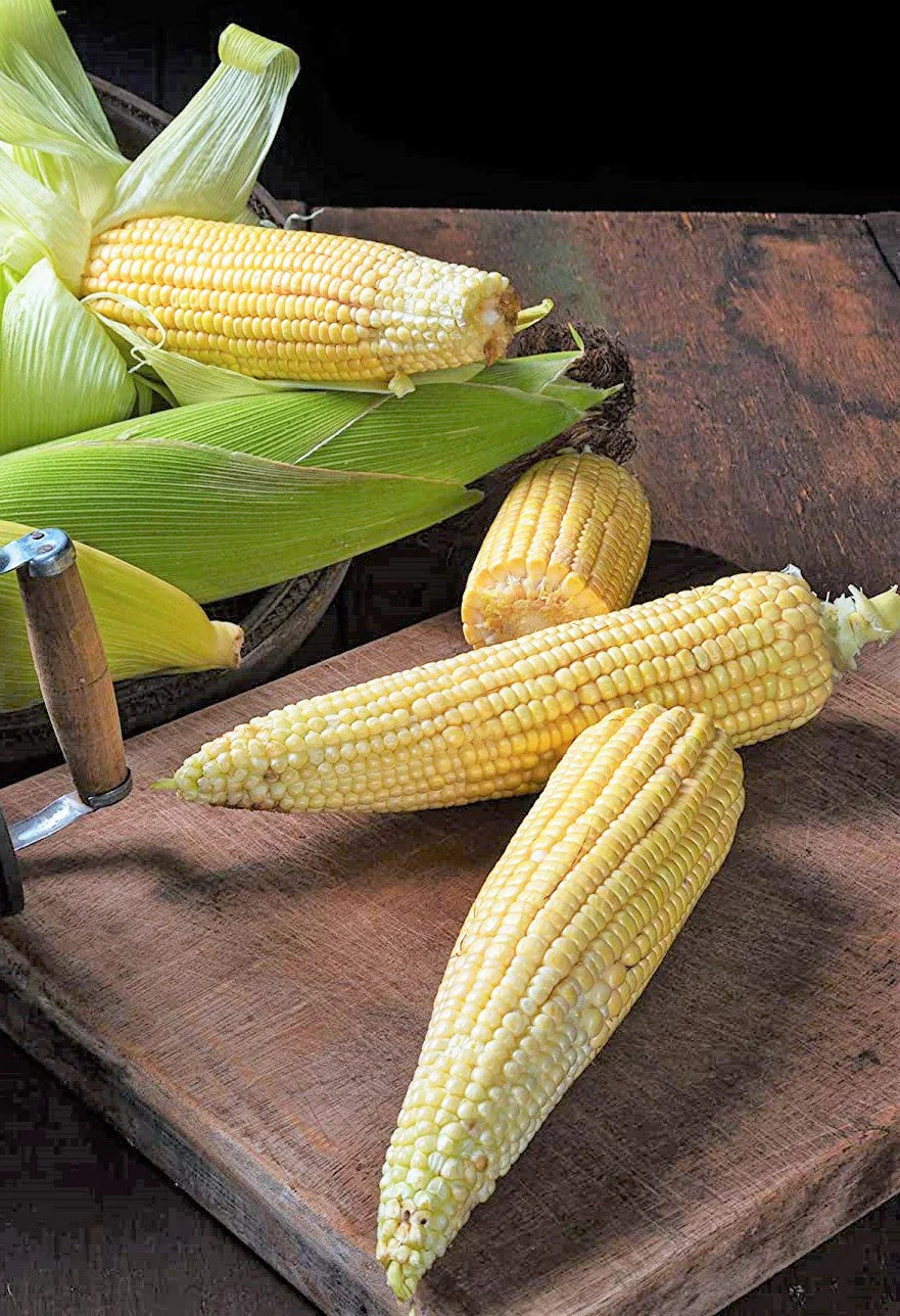 Japanese White Hulless Popcorn Ornamental Corn - Image 5