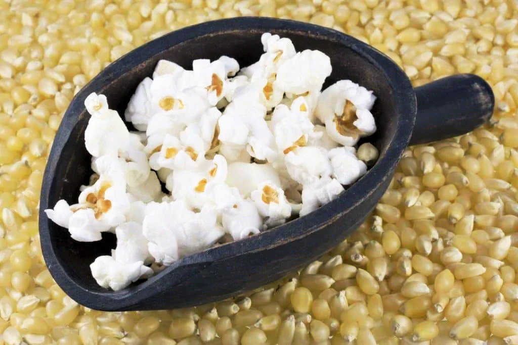 Japanese White Hulless Popcorn Ornamental Corn - Image 6