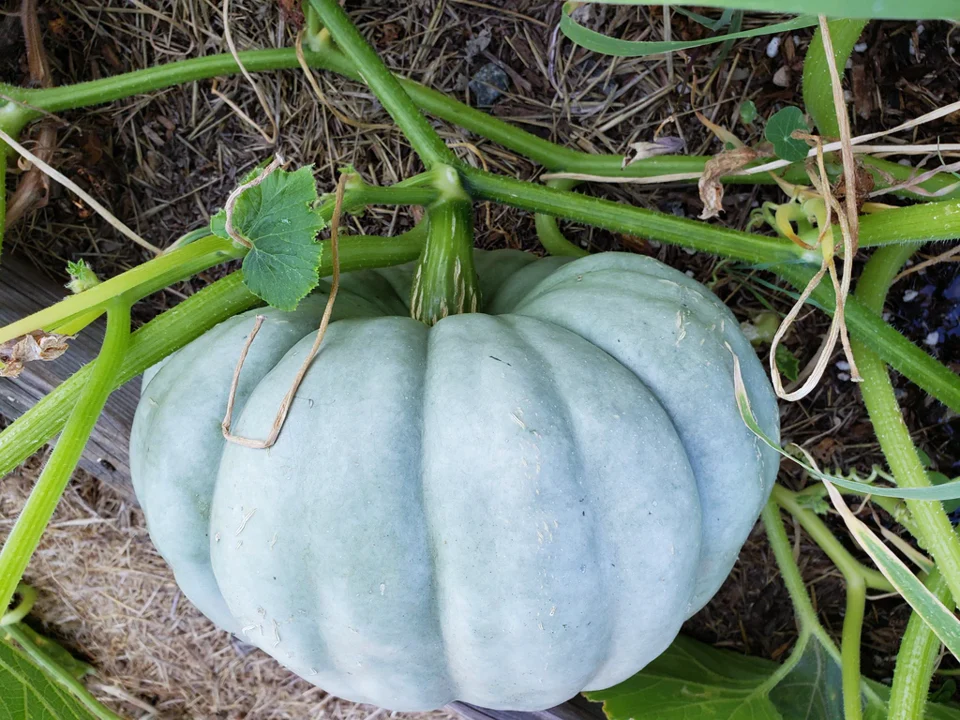 Jarrahdale Blue Pumpkin - Image 3