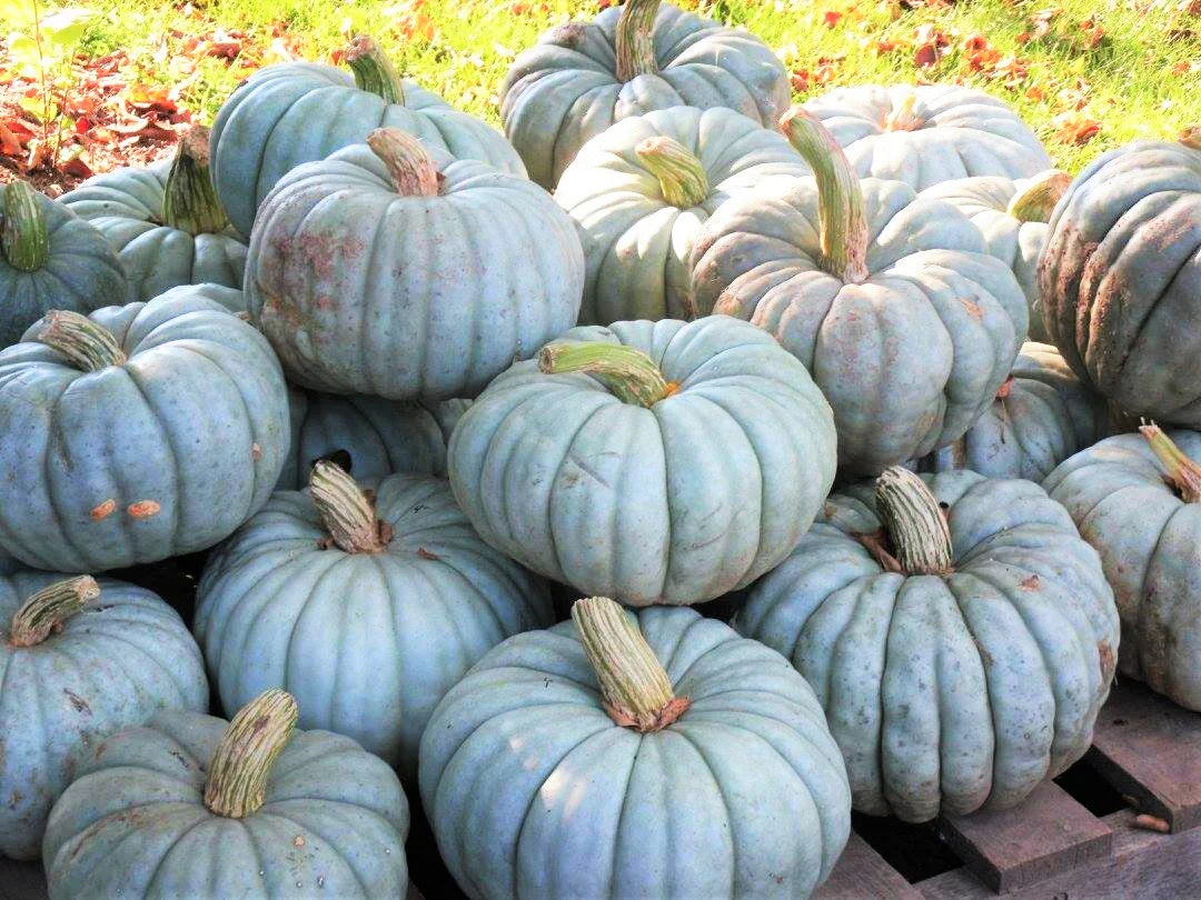 Jarrahdale Blue Pumpkin - Image 4