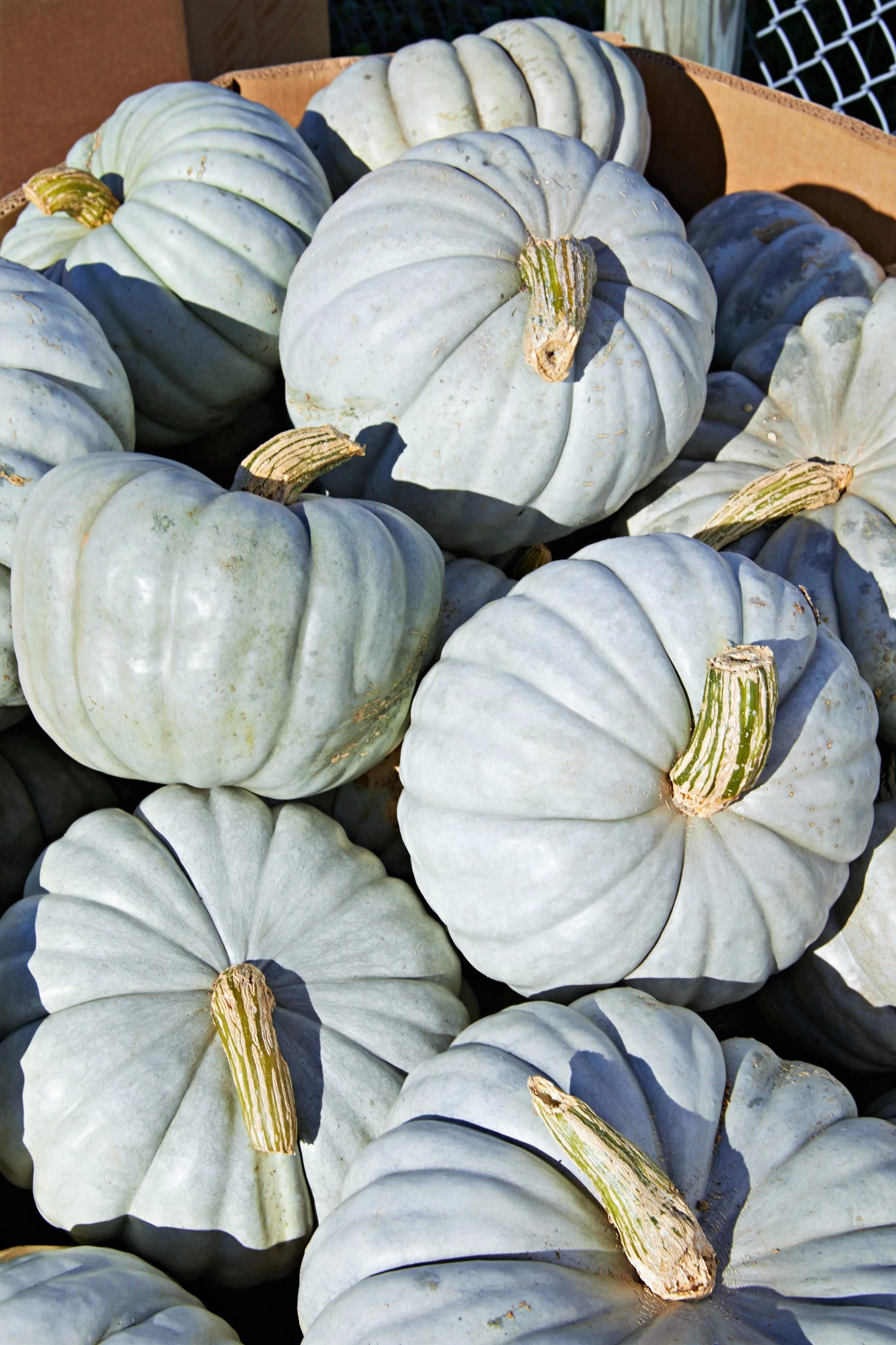 Jarrahdale Blue Pumpkin - Image 5