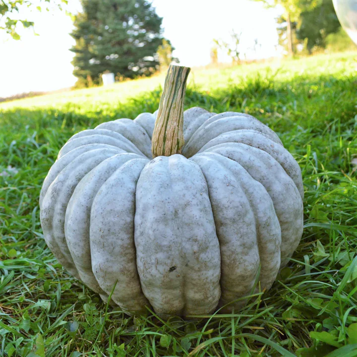 Jarrahdale Blue Pumpkin - Image 6
