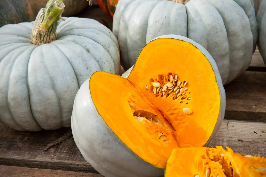 Jarrahdale Blue Pumpkin - Image 7