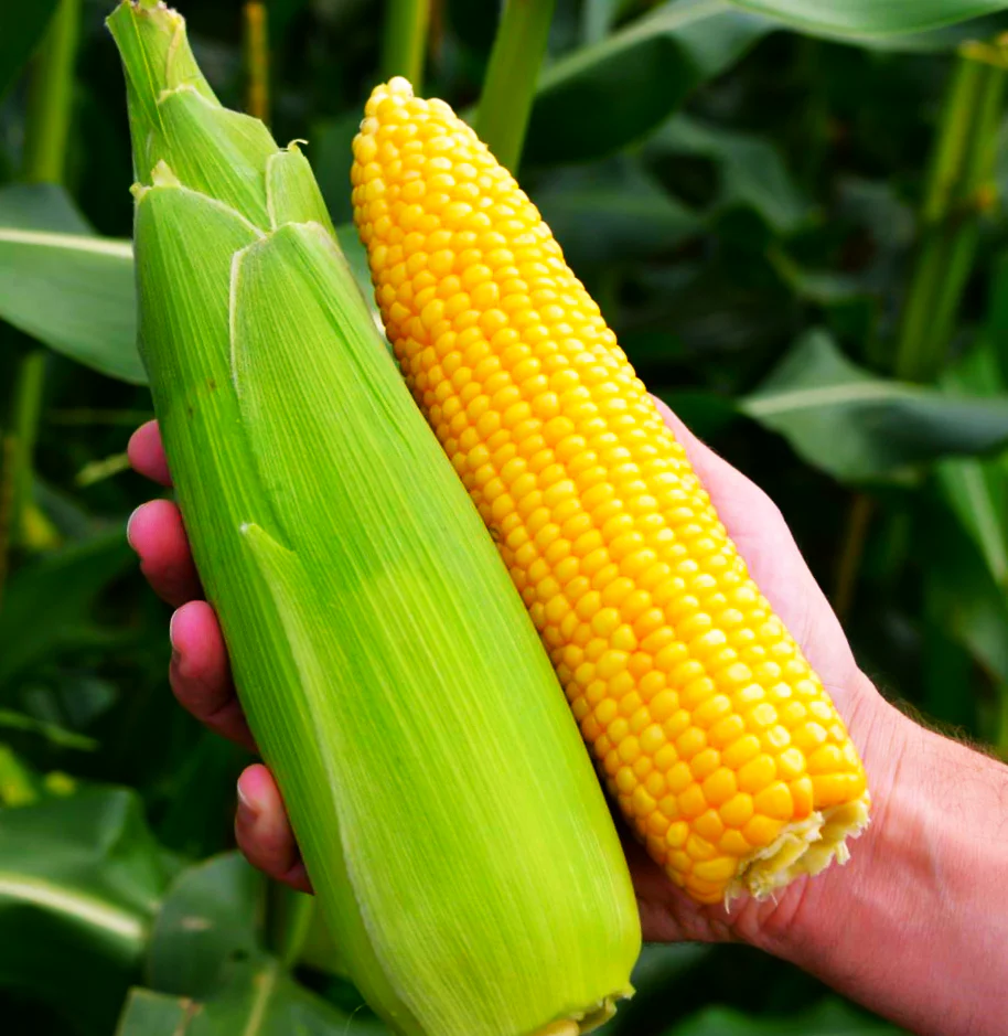 Jubilee Sweet Corn - Image 4