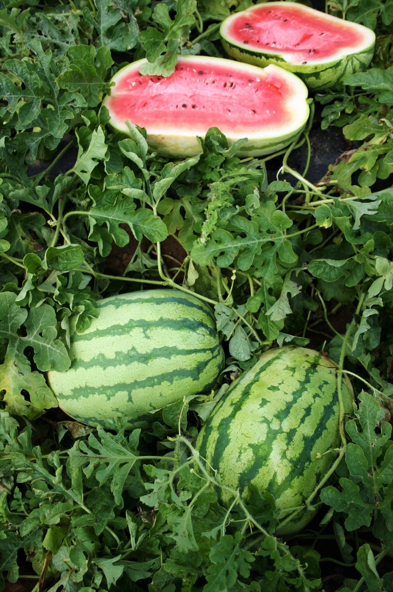 Jubilee Improved Watermelon - Image 3