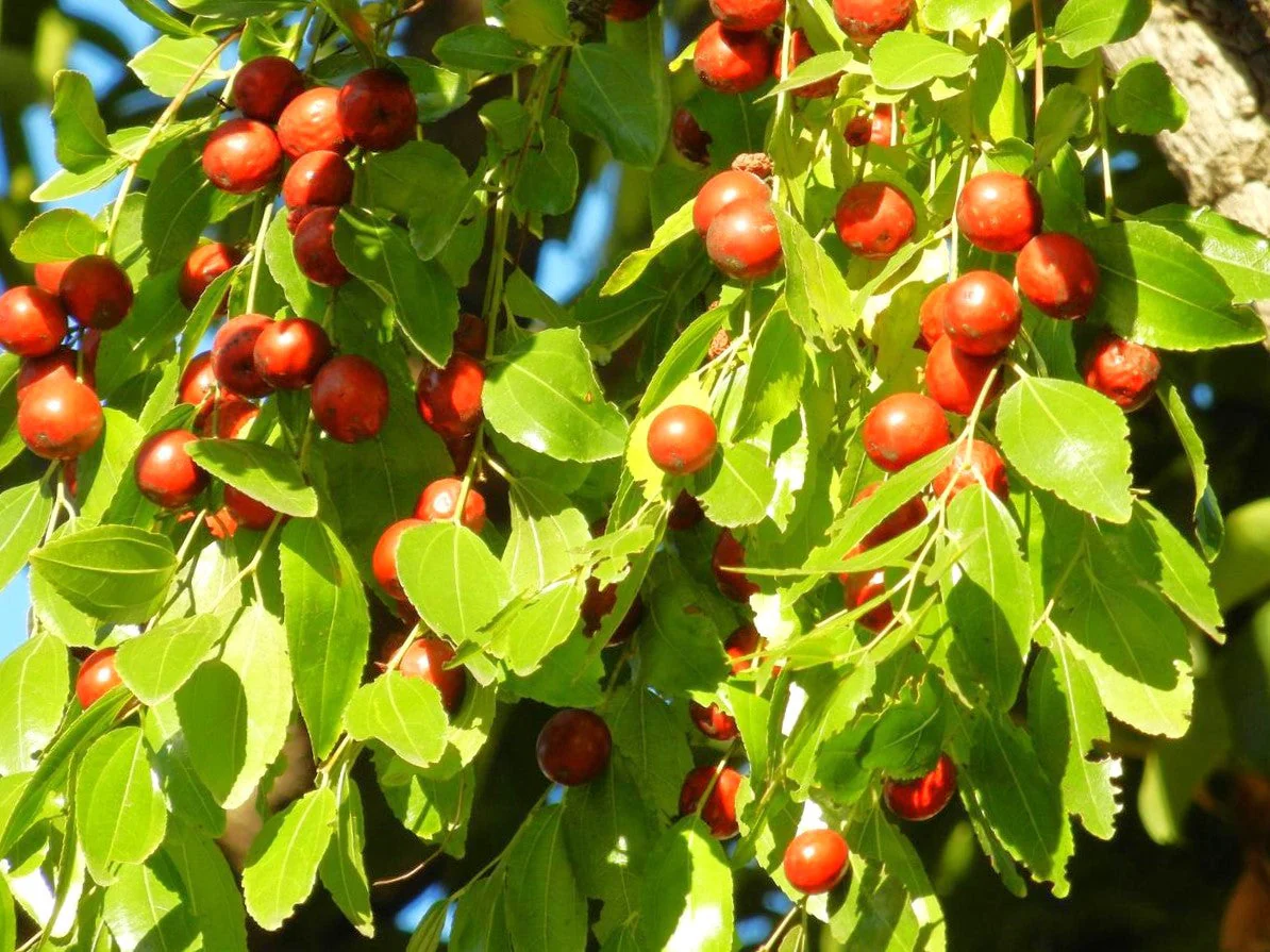 Jujube Tree (Chinese Red Date) - Image 3