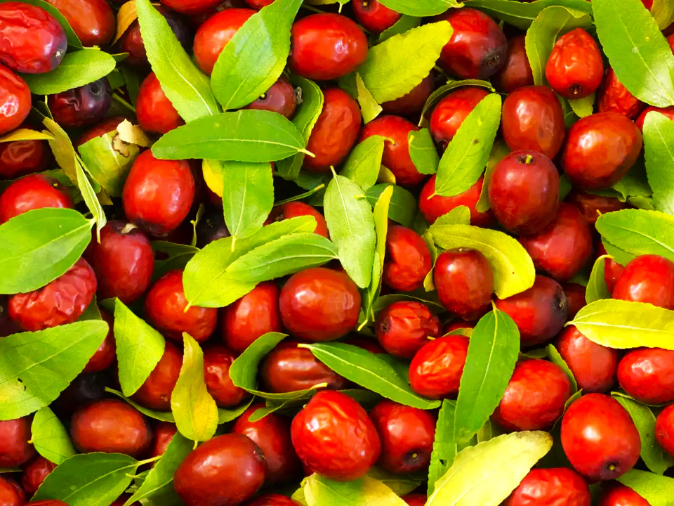 Jujube Tree (Chinese Red Date) - Image 4