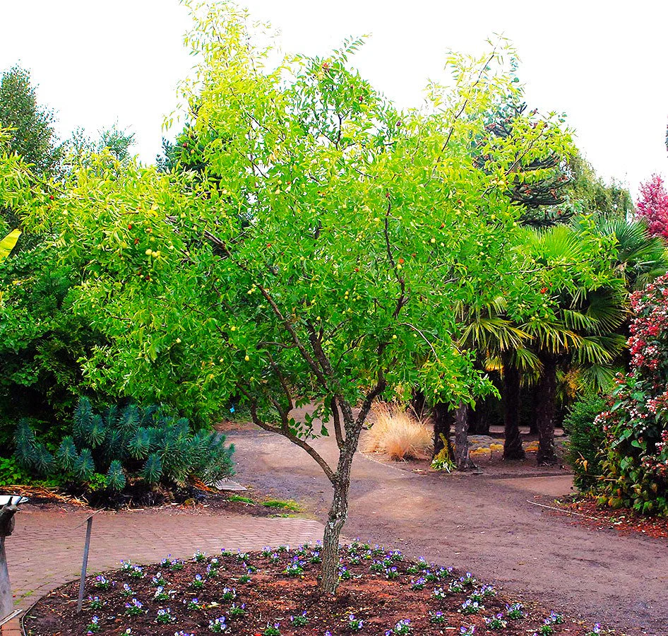 Jujube Tree (Chinese Red Date) - Image 5
