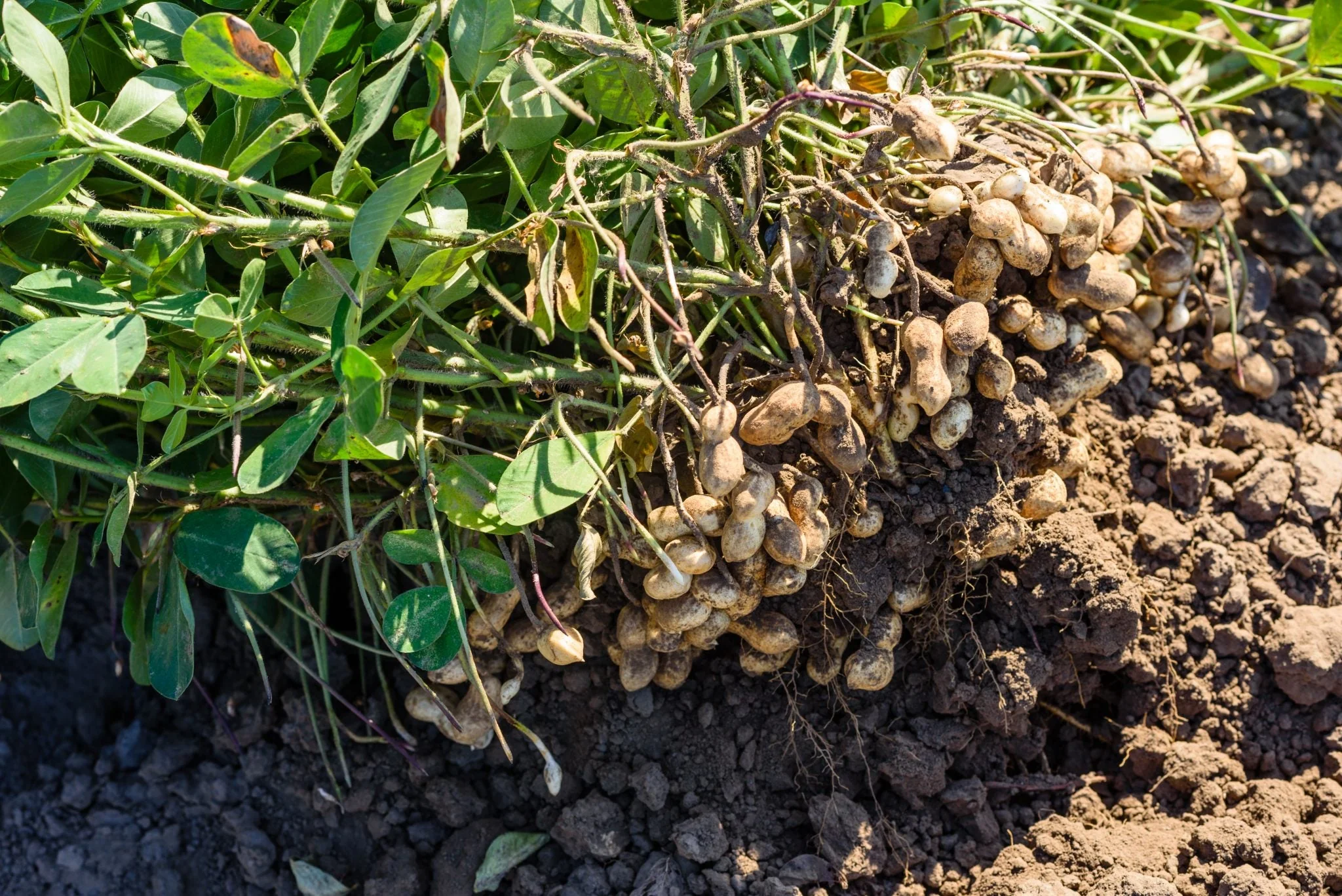 Jumbo Bailey Virginia Peanut - Image 3