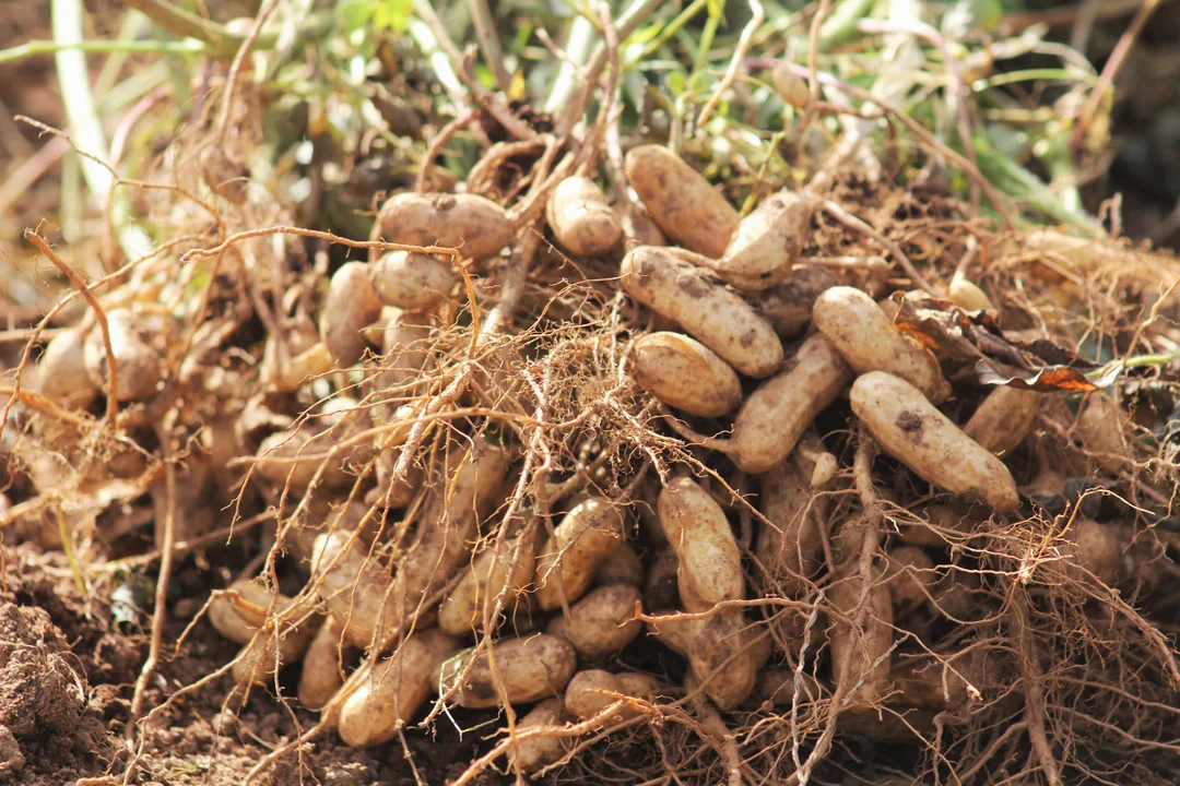 Jumbo Bailey Virginia Peanut - Image 5