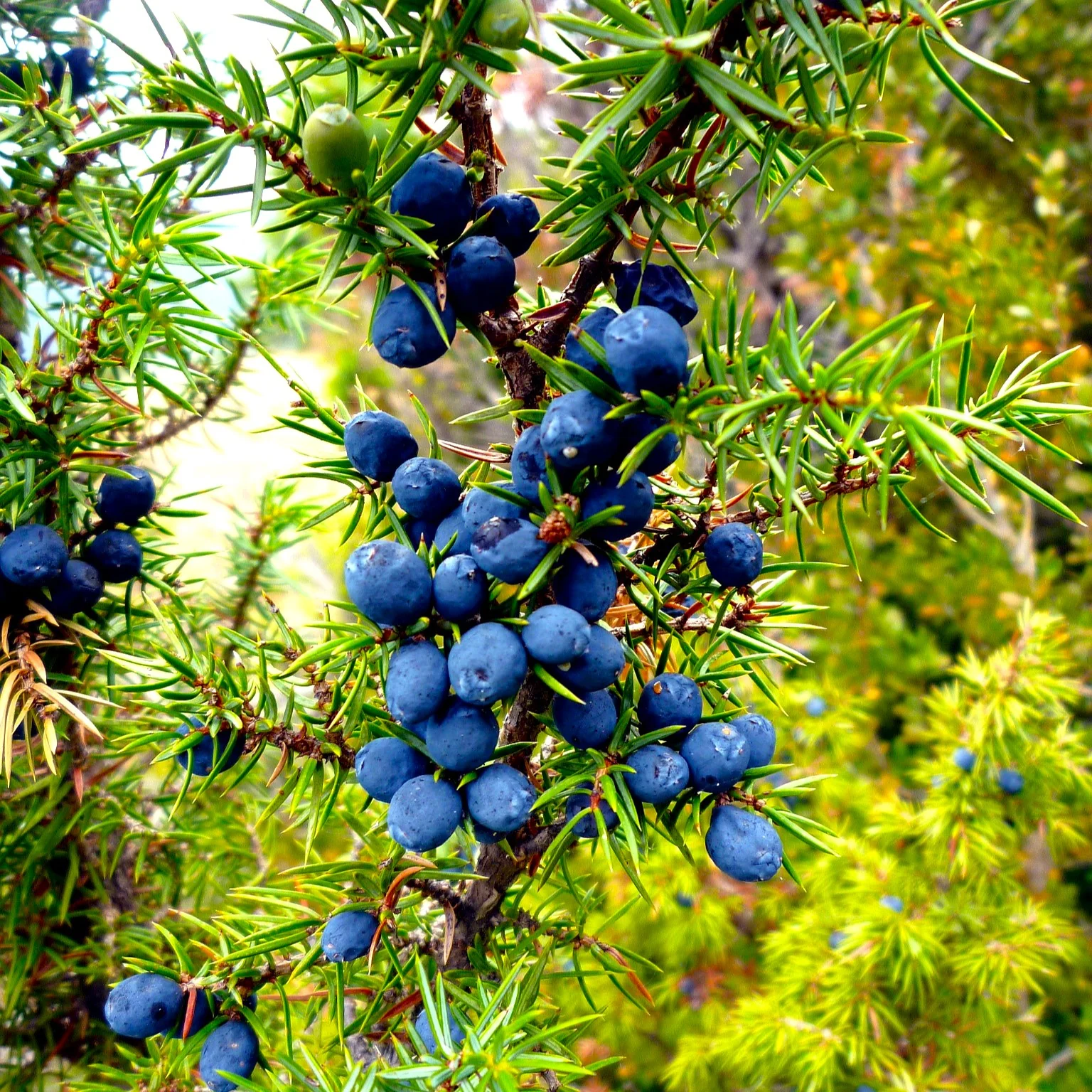 Juniper Tree
