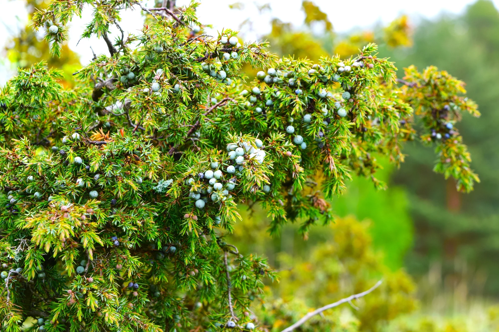 Juniper Tree - Image 2