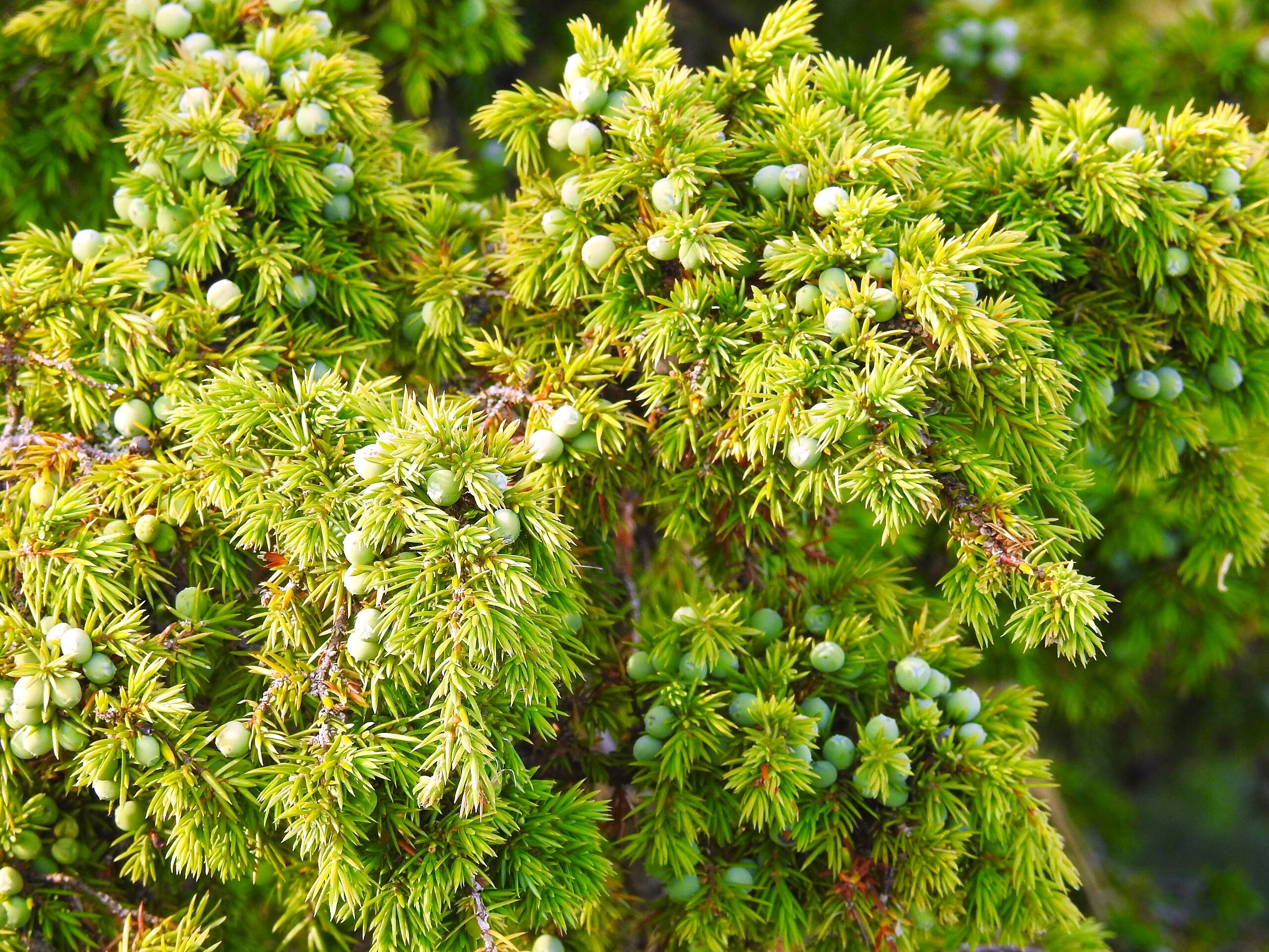 Juniper Tree - Image 3
