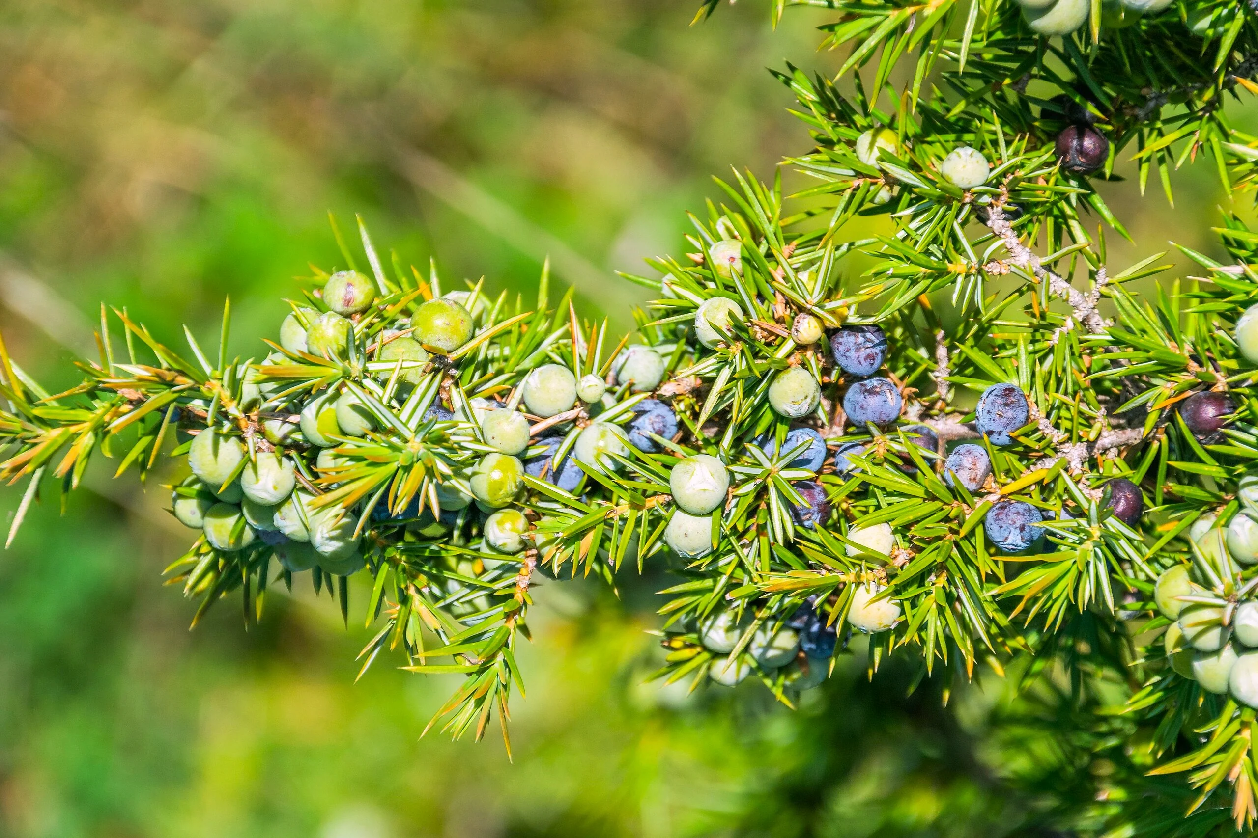 Juniper Tree - Image 4