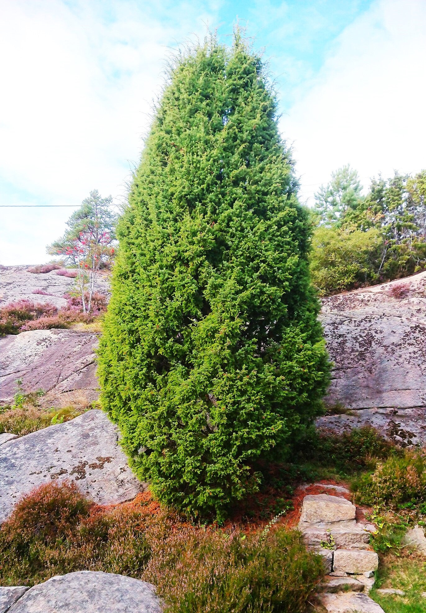 Juniper Tree - Image 9