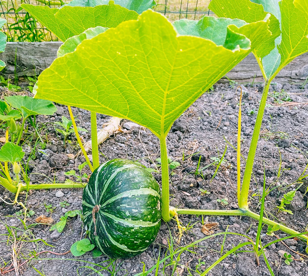Kabocha Squash - Image 3