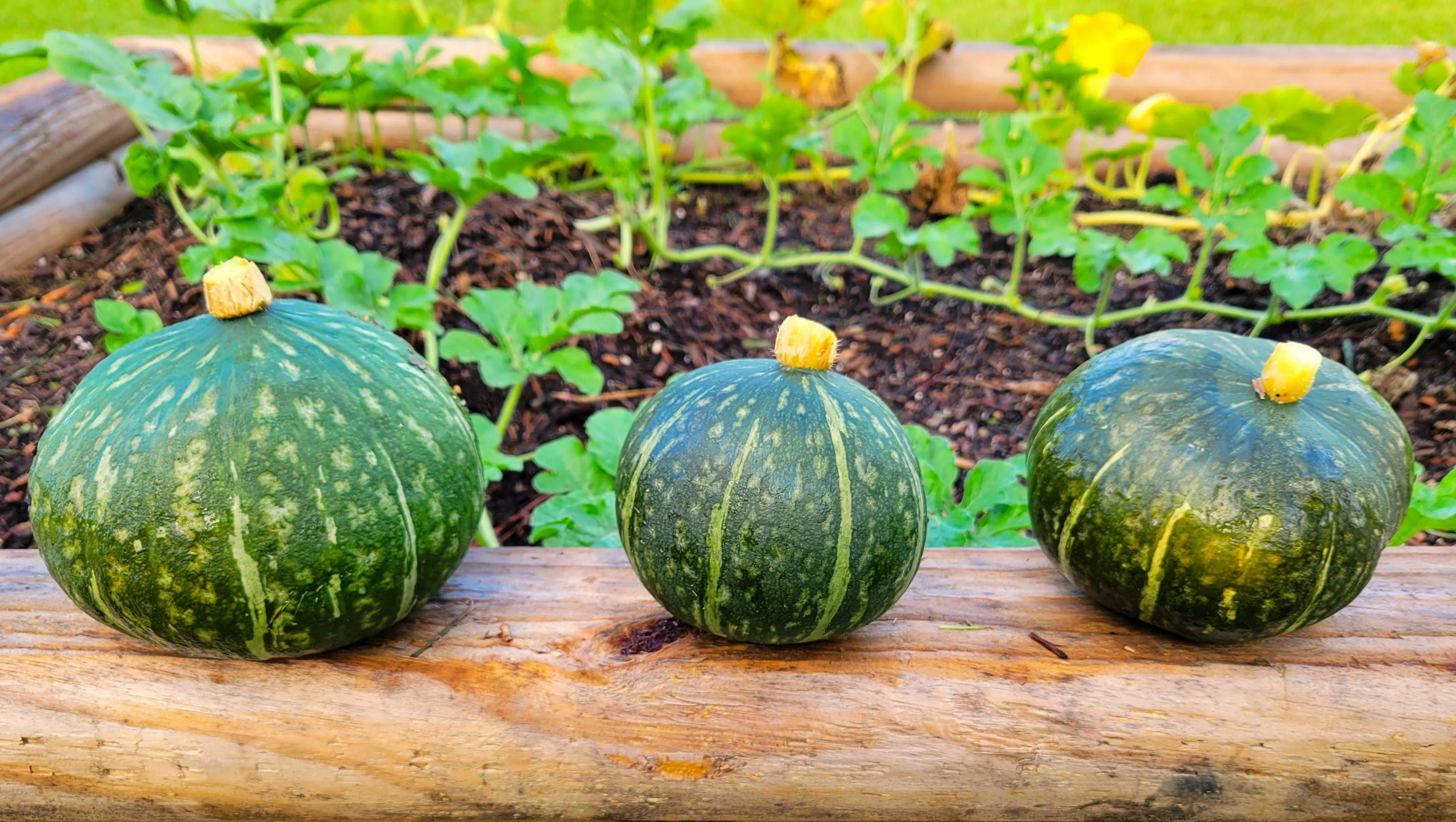 Kabocha Squash - Image 5