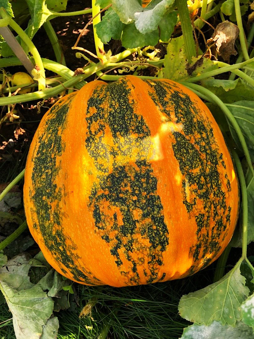 Kakai Hulless Pumpkin - Image 2