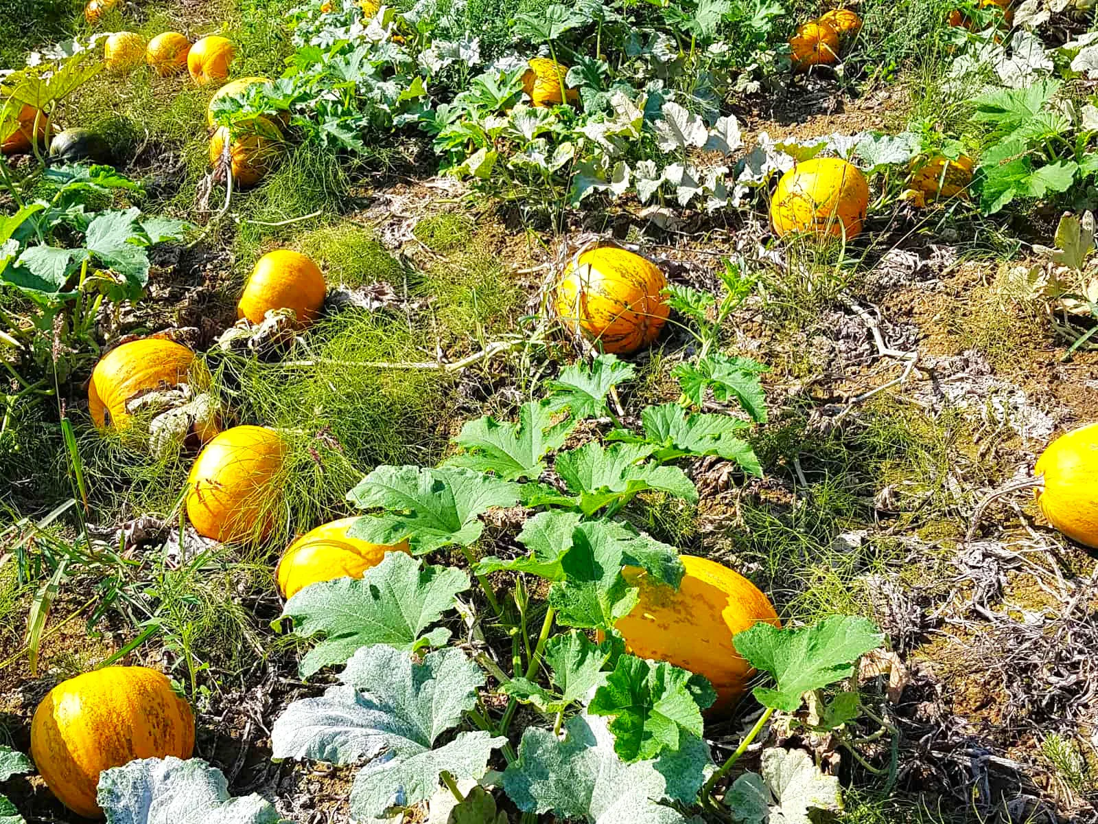 Kakai Hulless Pumpkin - Image 3