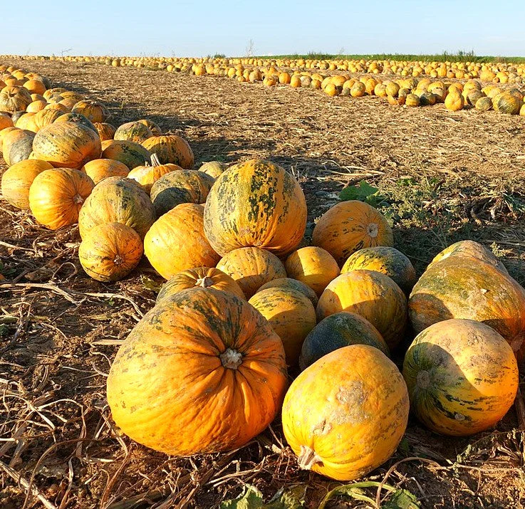 Kakai Hulless Pumpkin - Image 4