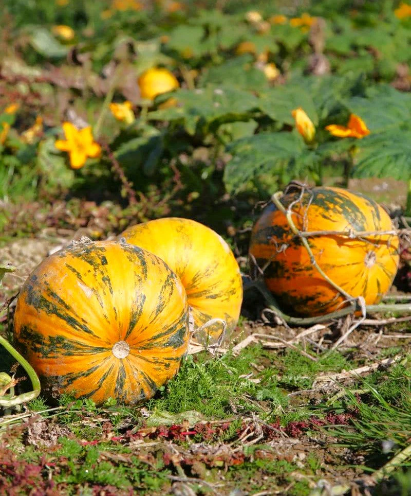 Kakai Hulless Pumpkin - Image 5