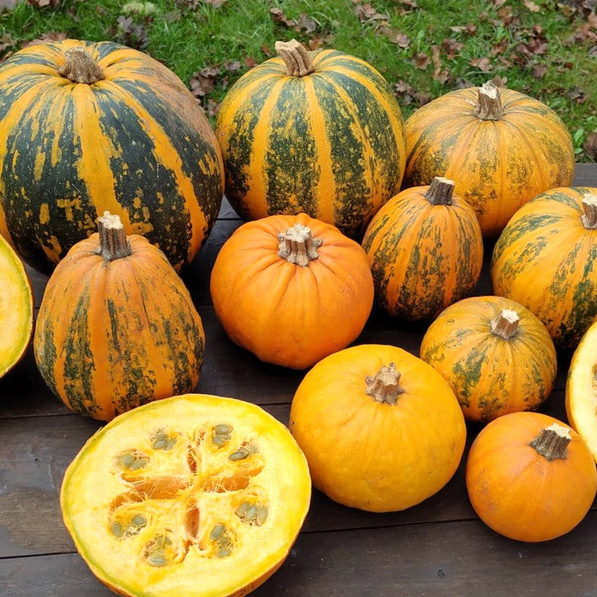 Kakai Hulless Pumpkin - Image 6
