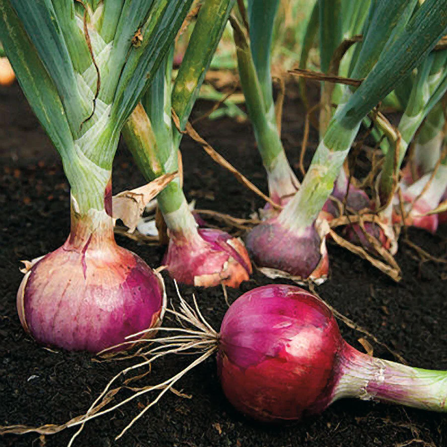 Karmen Red Onion Sets (Bulbs) - Image 3