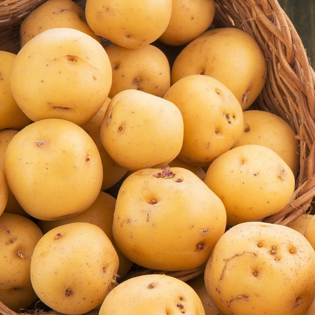 PRE-ORDER NOW! SHIPS APRIL 2026 - Kennebec Seed Potatoes