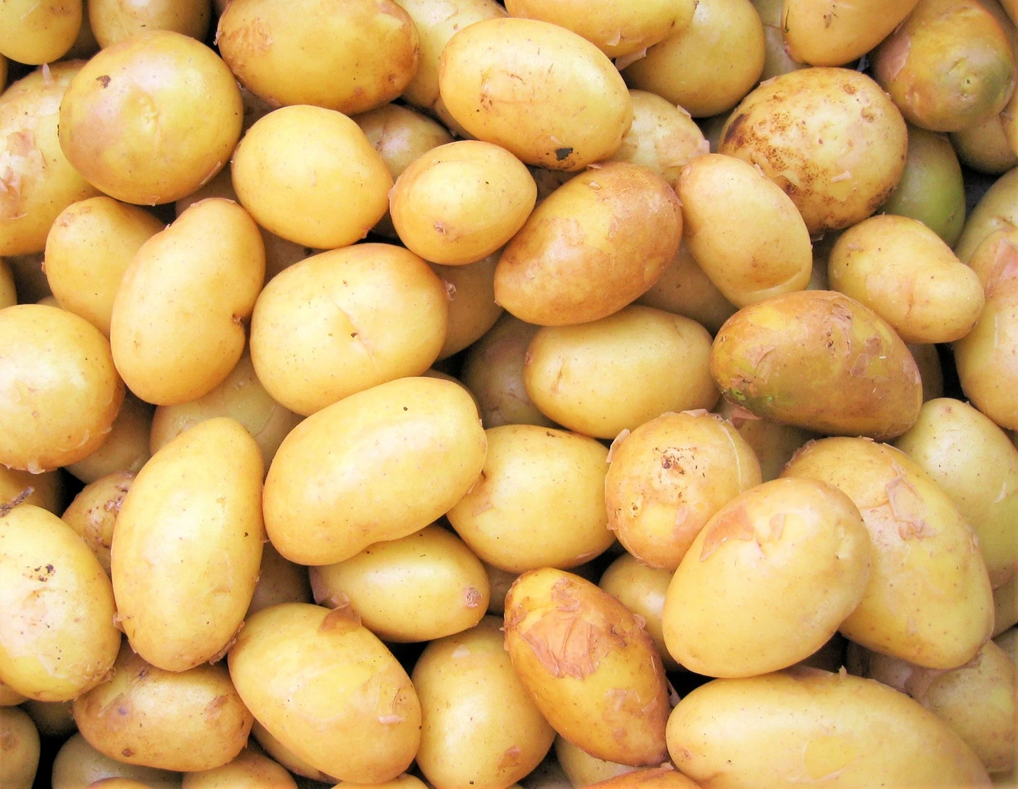 PRE-ORDER NOW! SHIPS APRIL 2026 - Kennebec Seed Potatoes - Image 2