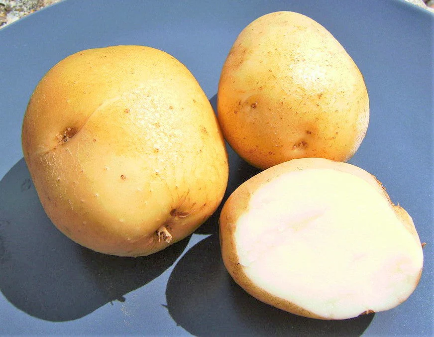 PRE-ORDER NOW! SHIPS APRIL 2026 - Kennebec Seed Potatoes - Image 3
