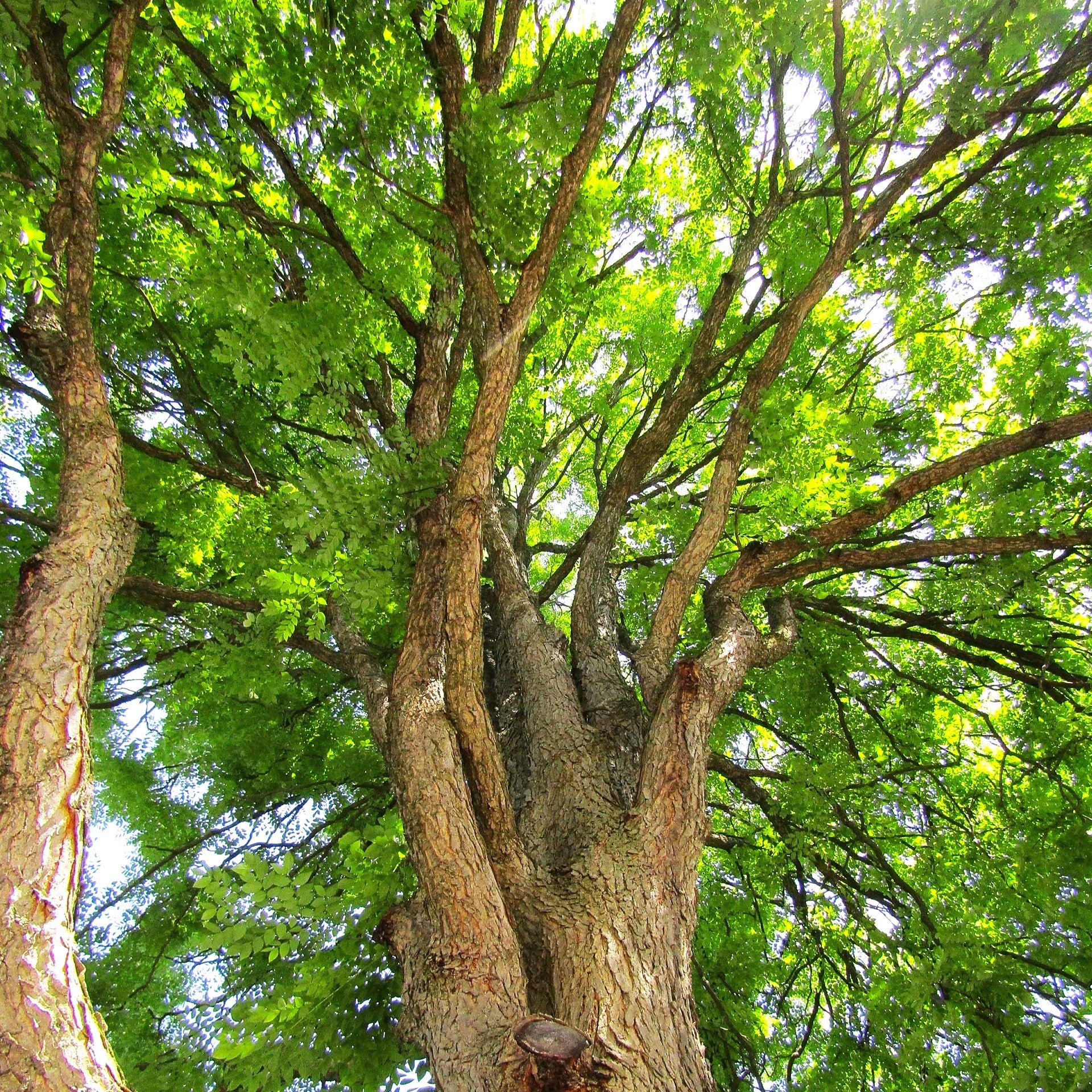 Kentucky Coffee Tree