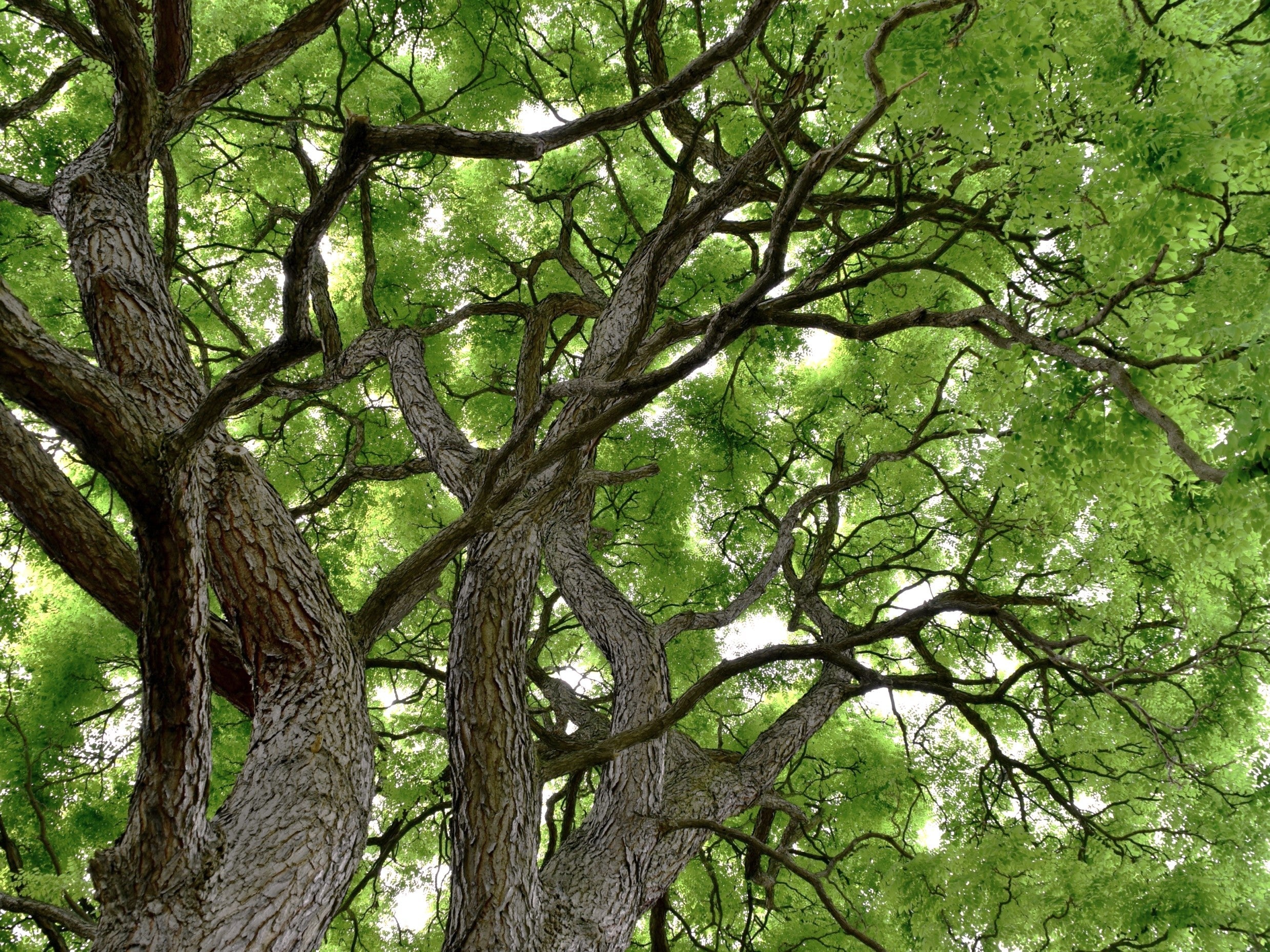 Kentucky Coffee Tree - Image 2