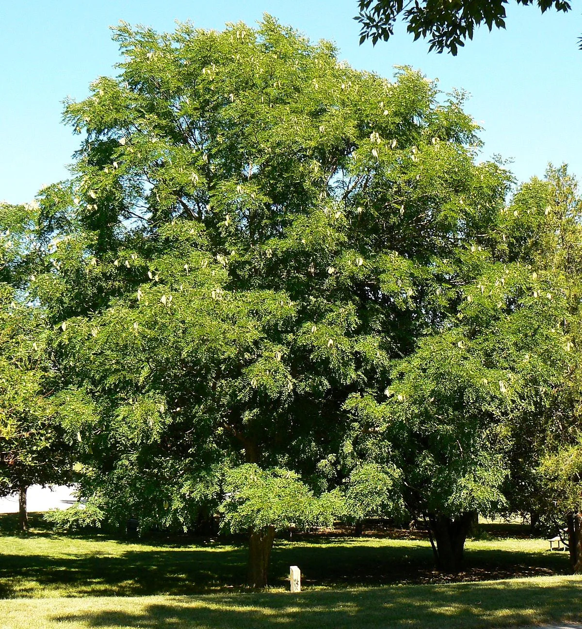 Kentucky Coffee Tree - Image 3