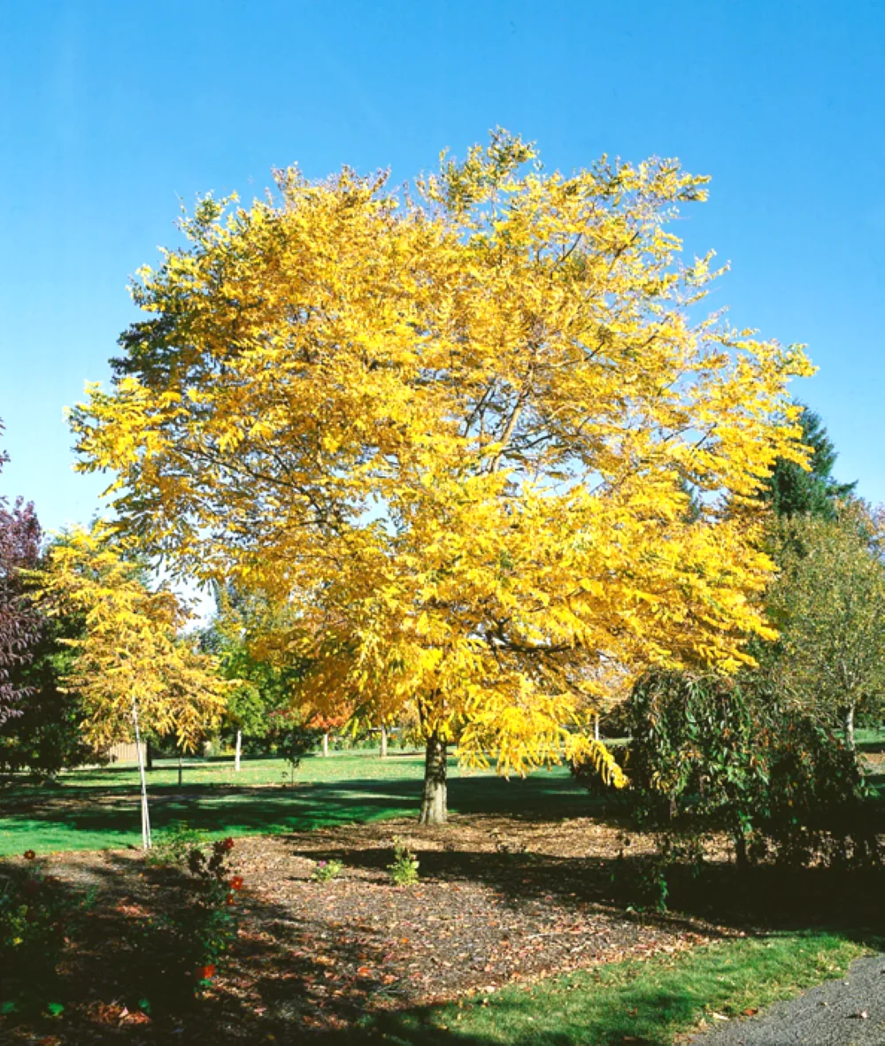 Kentucky Coffee Tree - Image 4