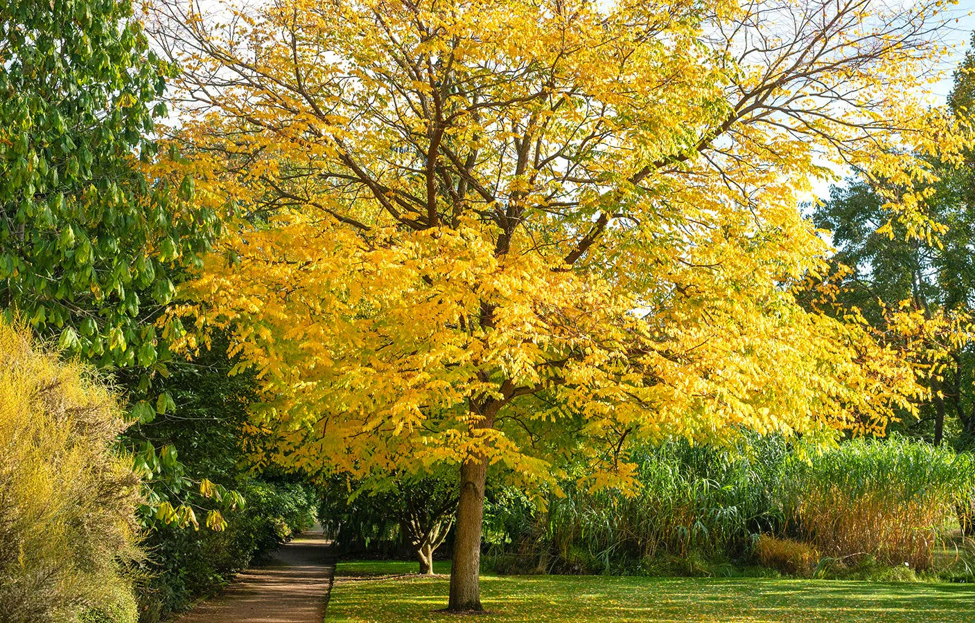 Kentucky Coffee Tree - Image 5