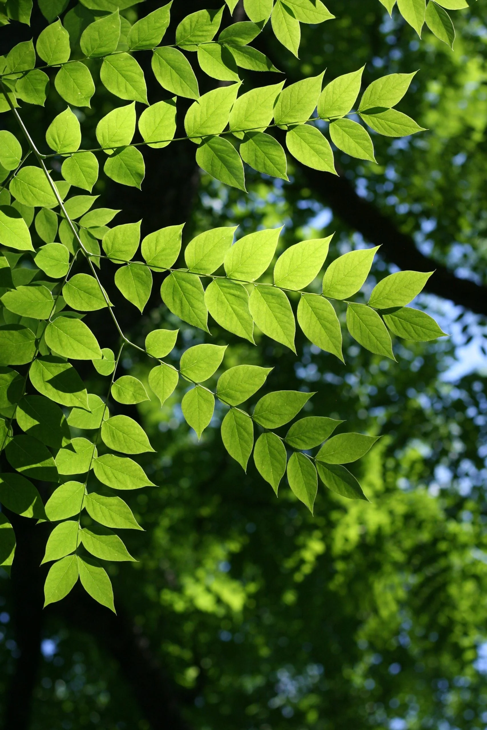 Kentucky Coffee Tree - Image 6