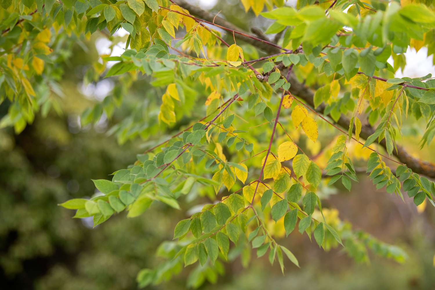 Kentucky Coffee Tree - Image 7