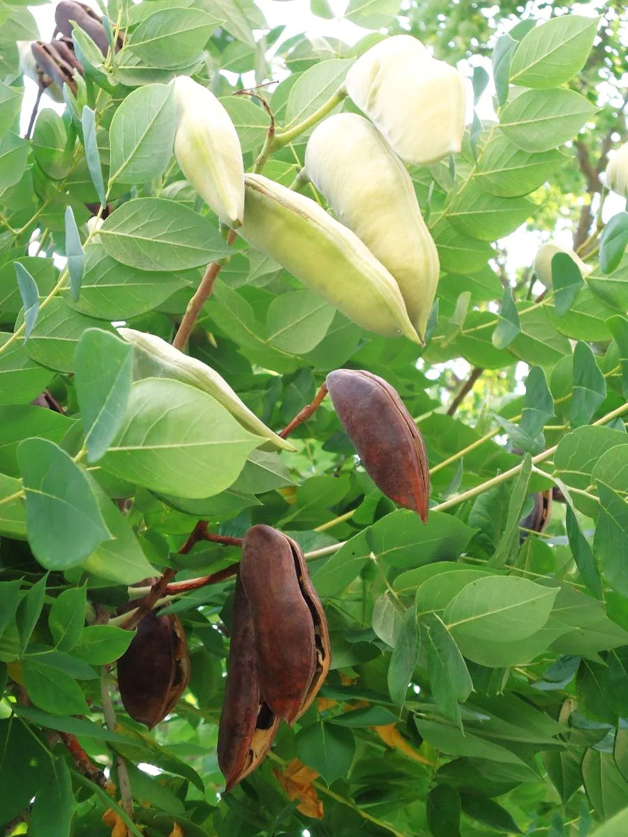 Kentucky Coffee Tree - Image 8