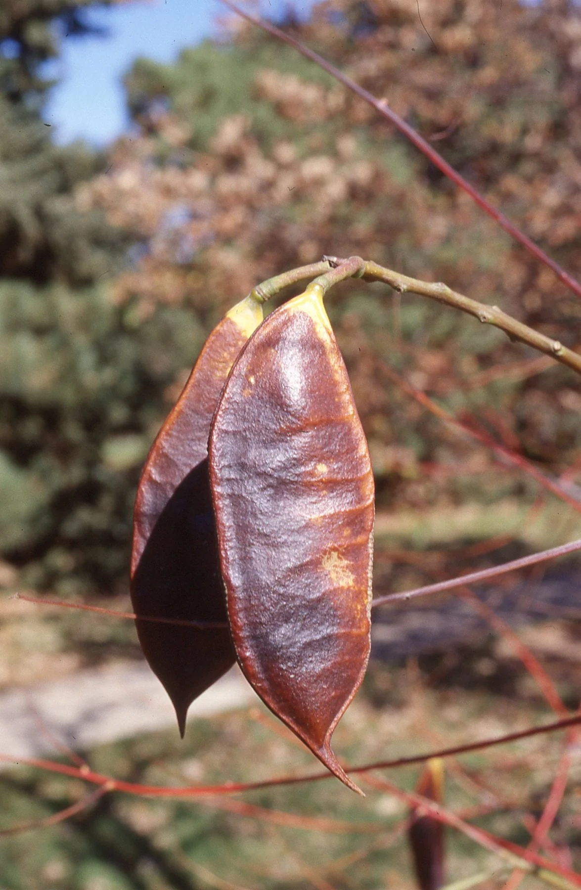 Kentucky Coffee Tree - Image 9