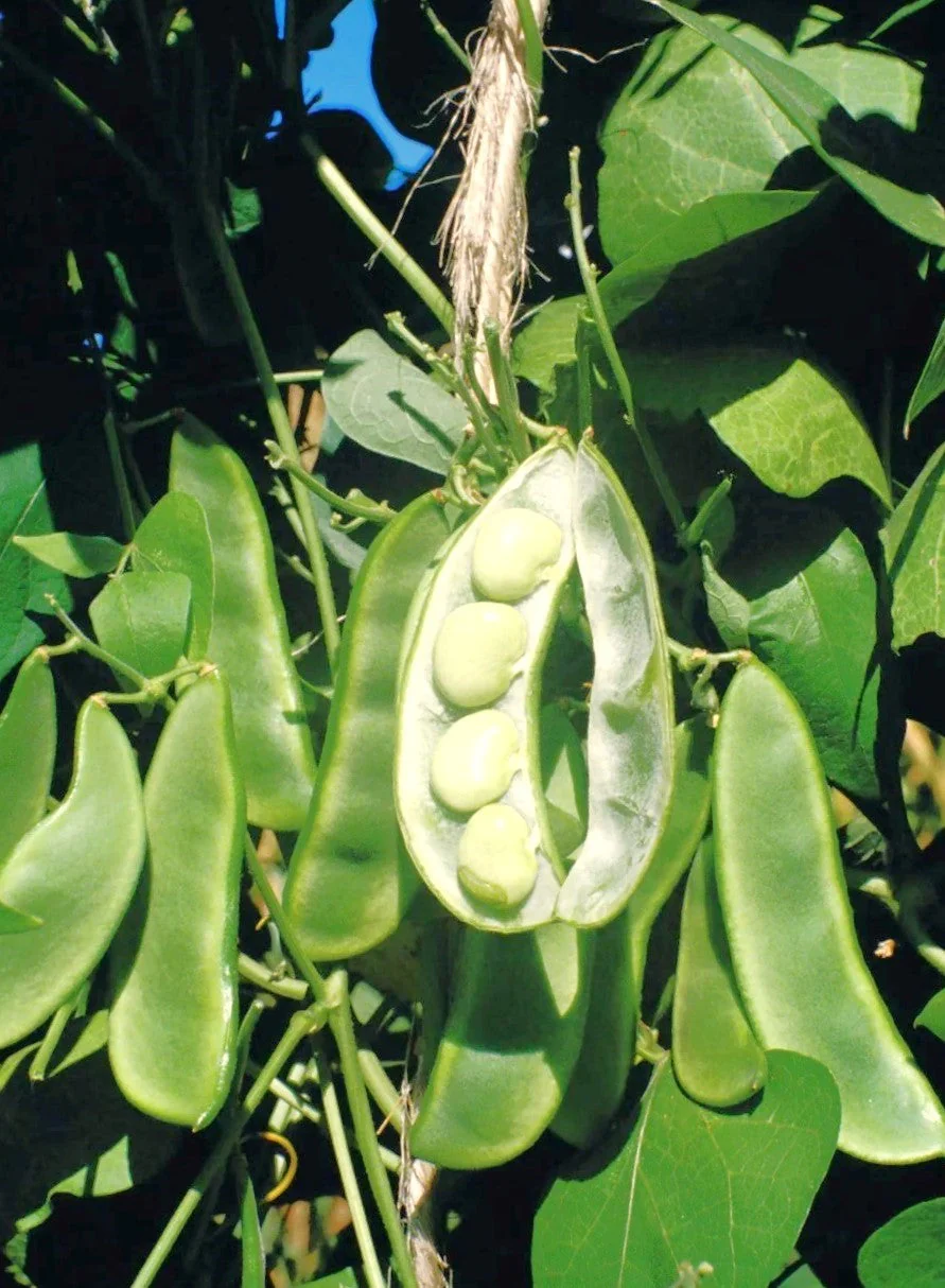 King of the Garden Lima Bean (Pole) - Image 4