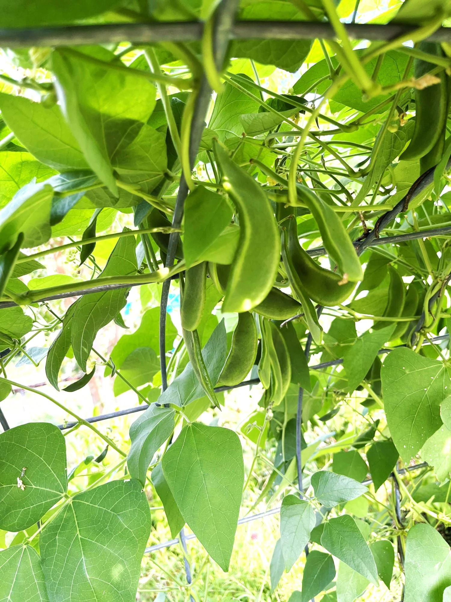 King of the Garden Lima Bean (Pole) - Image 5