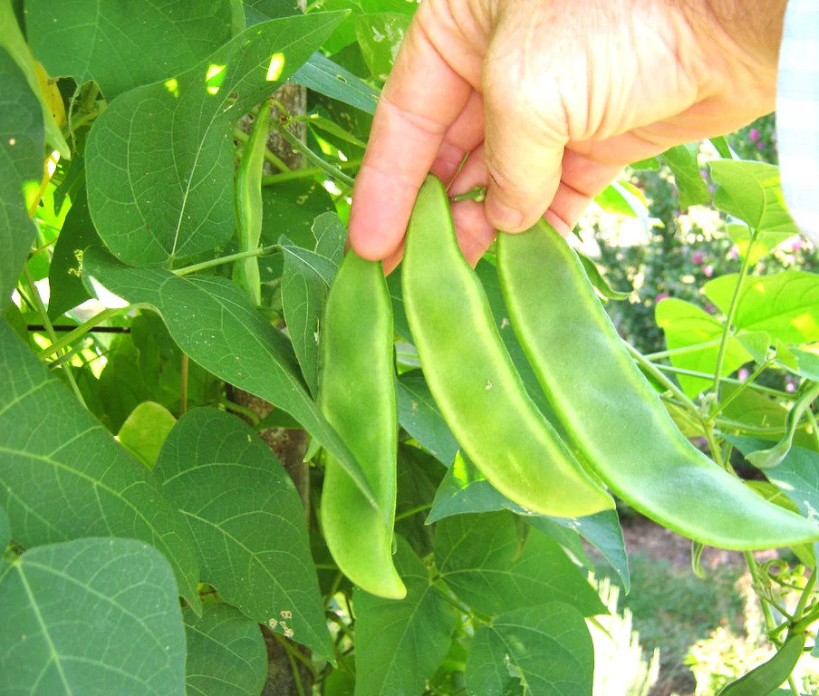 King of the Garden Lima Bean (Pole) - Image 6