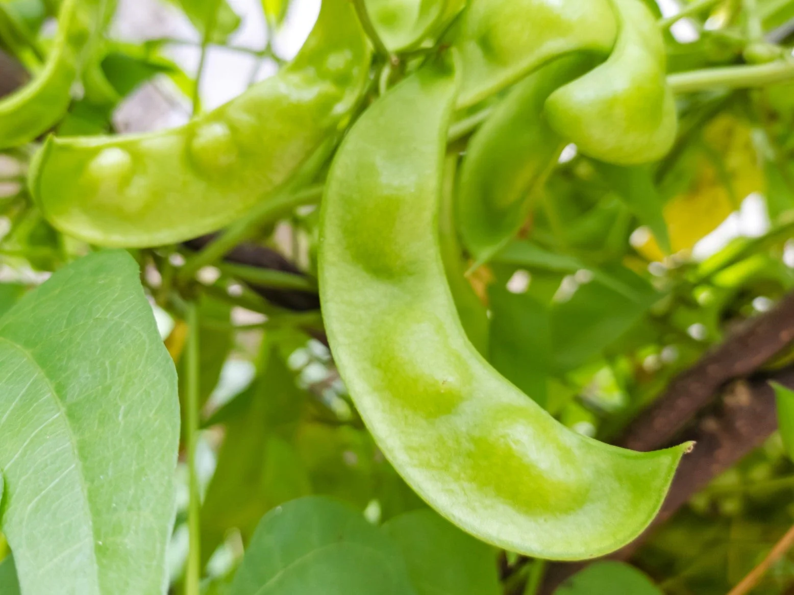 King of the Garden Lima Bean (Pole) - Image 7